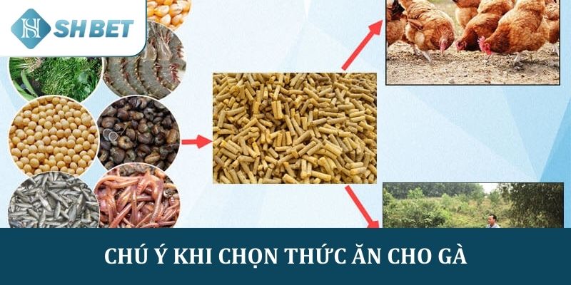 Cần chú ý khi chọn top các loại thức ăn cho gà đá