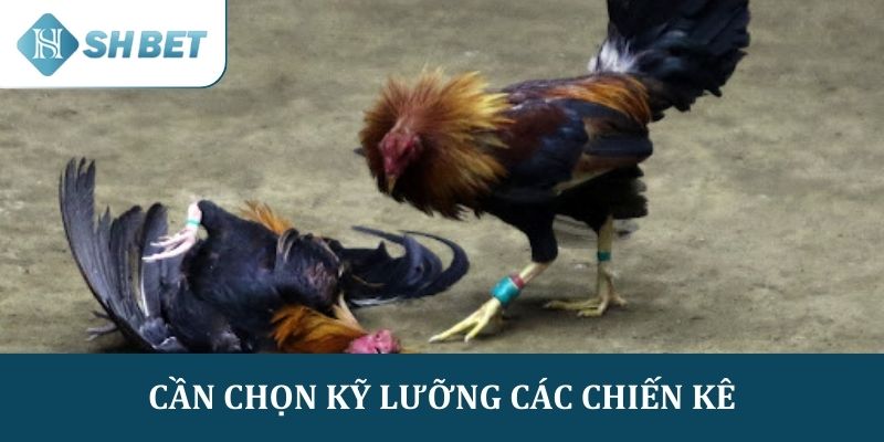 Đá gà nòi cần chọn kỹ lưỡng các chiến kê trước khi đấu