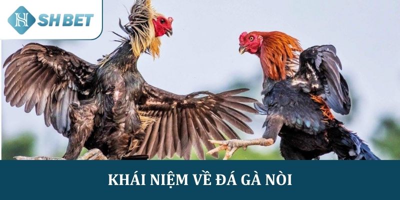 Đá gà nòi và những khái niệm liên quan