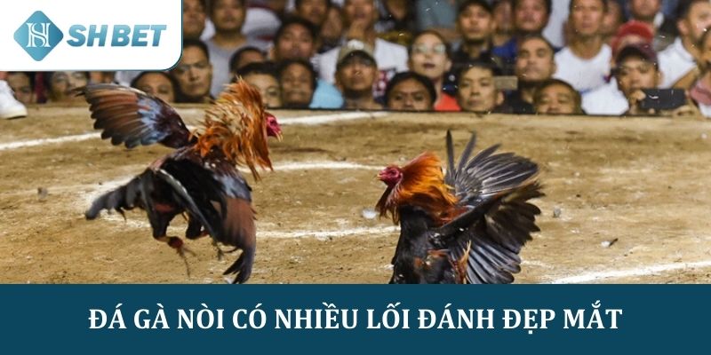 Đấu trường đá gà nòi là nơi diễn ra nhiều lối đánh đẹp mắt 