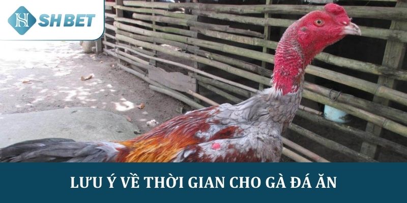 Thời gian biểu phù hợp khi cho gà đá ăn