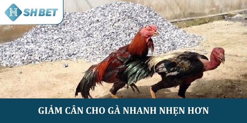 Thực hiện giảm cân cho gà để chiến kê nhanh nhẹn hơn