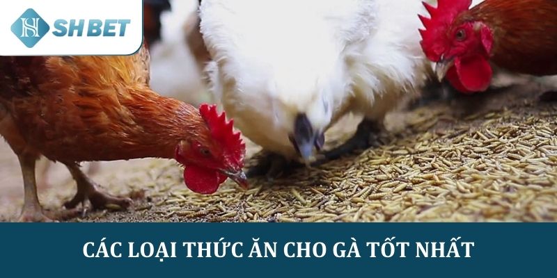 Top các loại thức ăn cho gà đá tốt nhất để phát triển thể lực