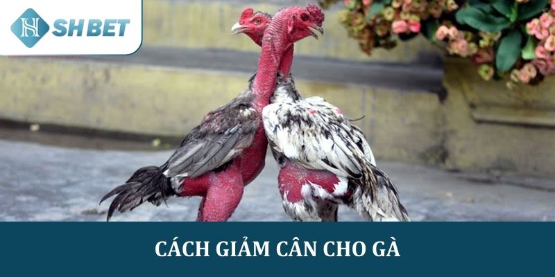 Cách giảm cân cho gà an toàn mà vẫn giữ phong độ đỉnh cao